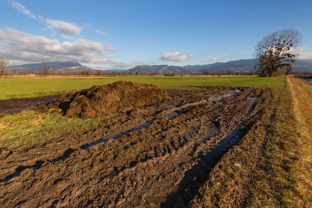 Lauteracherried im Jänner 45